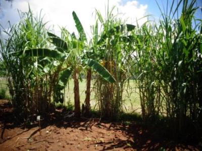 Bananenstaude umgeben von Zuckerrohr