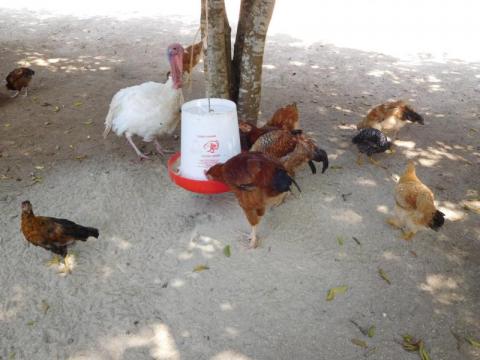 Tiere im Kinderdorf / auf dem Sportgelände