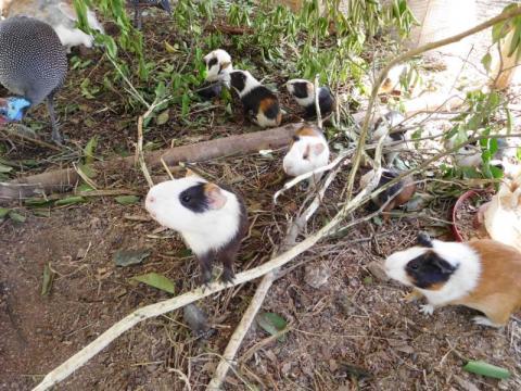 Tiere im Kinderdorf / auf dem Sportgelände