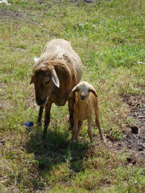 Tiere im Kinderdorf / auf dem Sportgelände