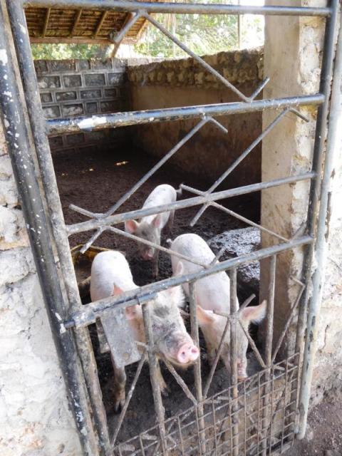 Tiere im Kinderdorf / auf dem Sportgelände