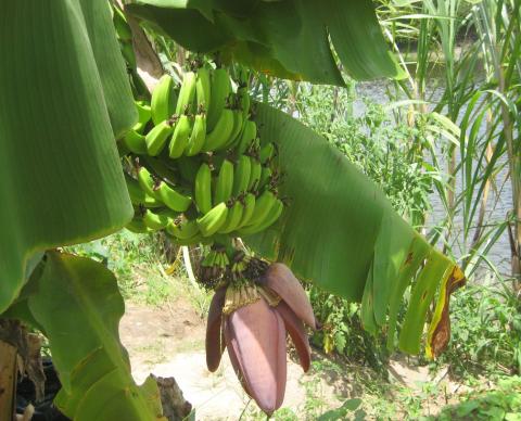 Bananenernte auf der Farm 