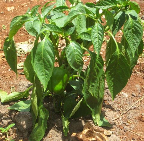Gruener Paprika