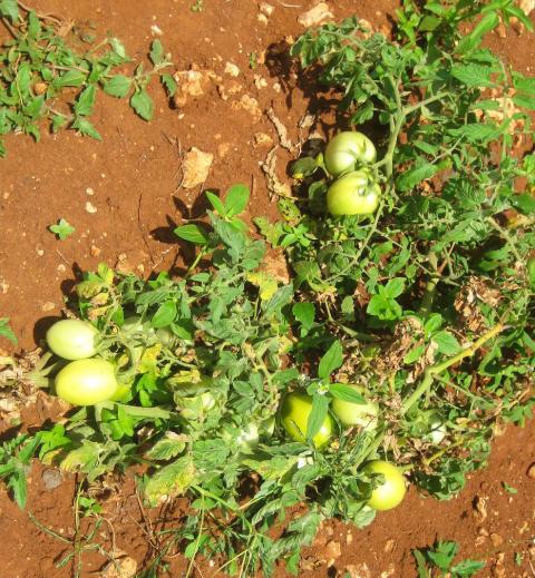 Tomaten auf der Nice-View Farm