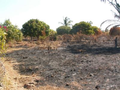 Buschbrand im Nachbargrundstück