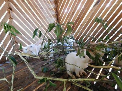 Tiere im Kinderdorf / auf dem Sportgelände