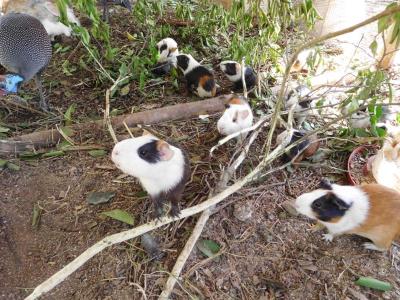 Tiere im Kinderdorf / auf dem Sportgelände