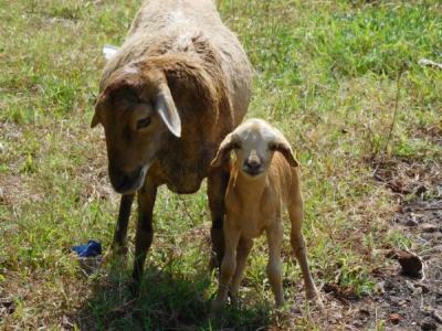 Tiere im Kinderdorf / auf dem Sportgelände