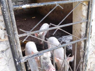 Tiere im Kinderdorf / auf dem Sportgelände