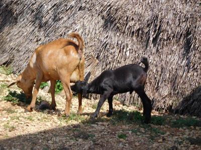 Tiere im Kinderdorf / auf dem Sportgelände