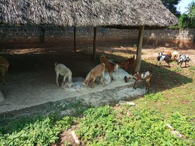 Tiere im Kinderdorf / auf dem Sportgelände