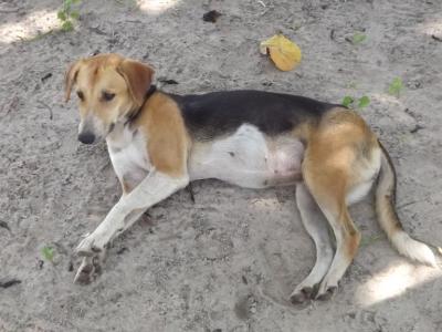 einer der Hunde auf der Farm