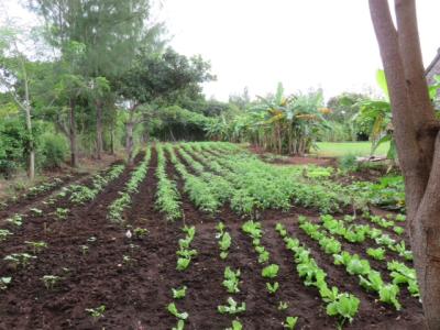 Farmprojekt