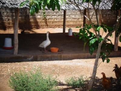 August 2016: Unsere kleine Farm auf dem Sportgelände