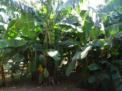 Bananenernte im Kinderdorf