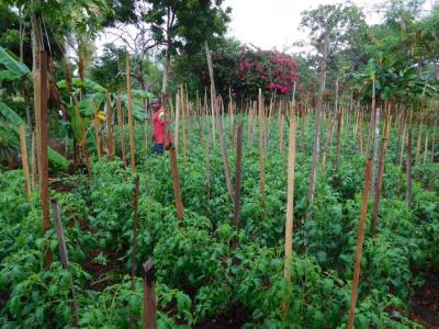 Mshila looking after the tomatoes