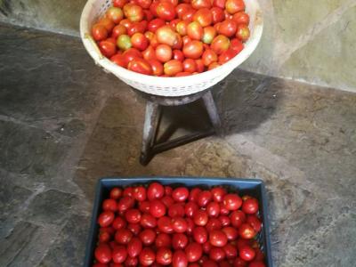 November 2016: Tomatenernte