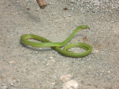 eine Green Mamba zu Besuch in Nice-View .....