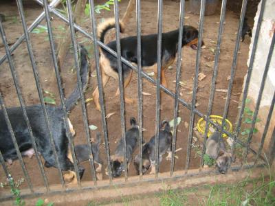 Ein Teil der Wachhunde von Nice-View-Children`s-Village im November 2008....