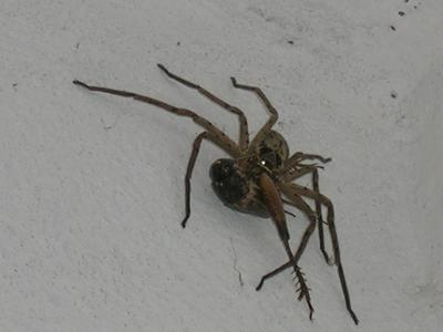 Die Nice-View Spider :=) :=) .....