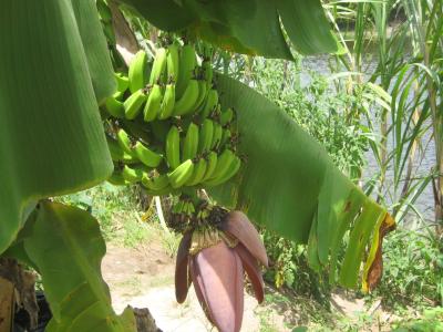 Bananenernte auf der Farm 