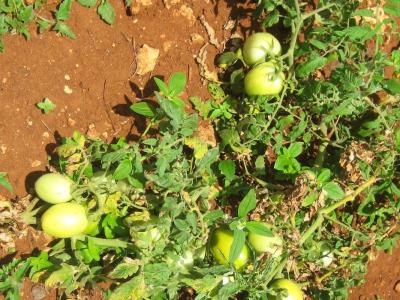 Tomaten auf der Nice-View Farm
