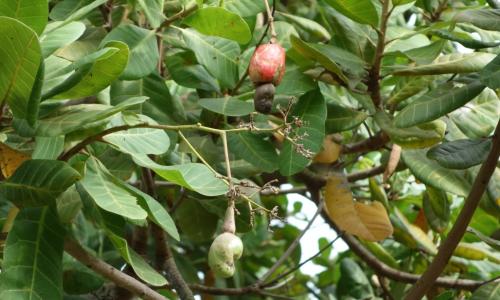 die beliebte Cashewfrucht