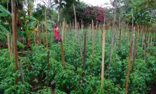 Mshila versorgt die Tomaten