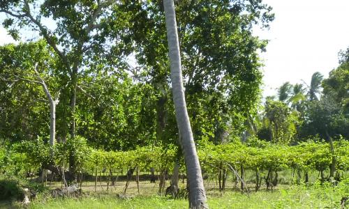 Die Passionsfruchtplantage