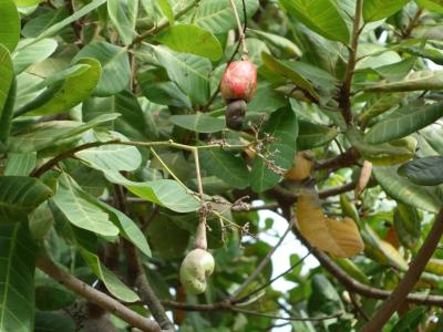 die beliebte Cashewfrucht