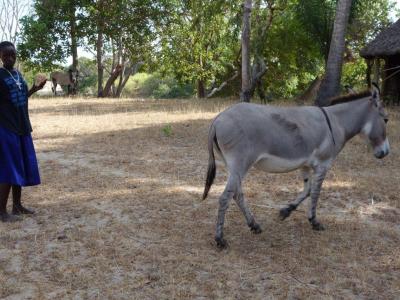 Ausflug auf die Farm 
