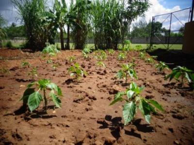 August 2016: Unsere kleine Farm auf dem Sportgel&auml;nde