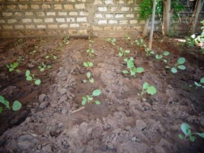 August 2016: Unsere kleine Farm auf dem Sportgel&auml;nde