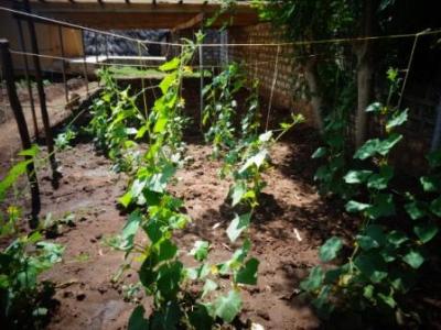 August 2016: Unsere kleine Farm auf dem Sportgel&auml;nde