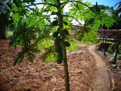 August 2016: Unsere kleine Farm auf dem Sportgel&auml;nde