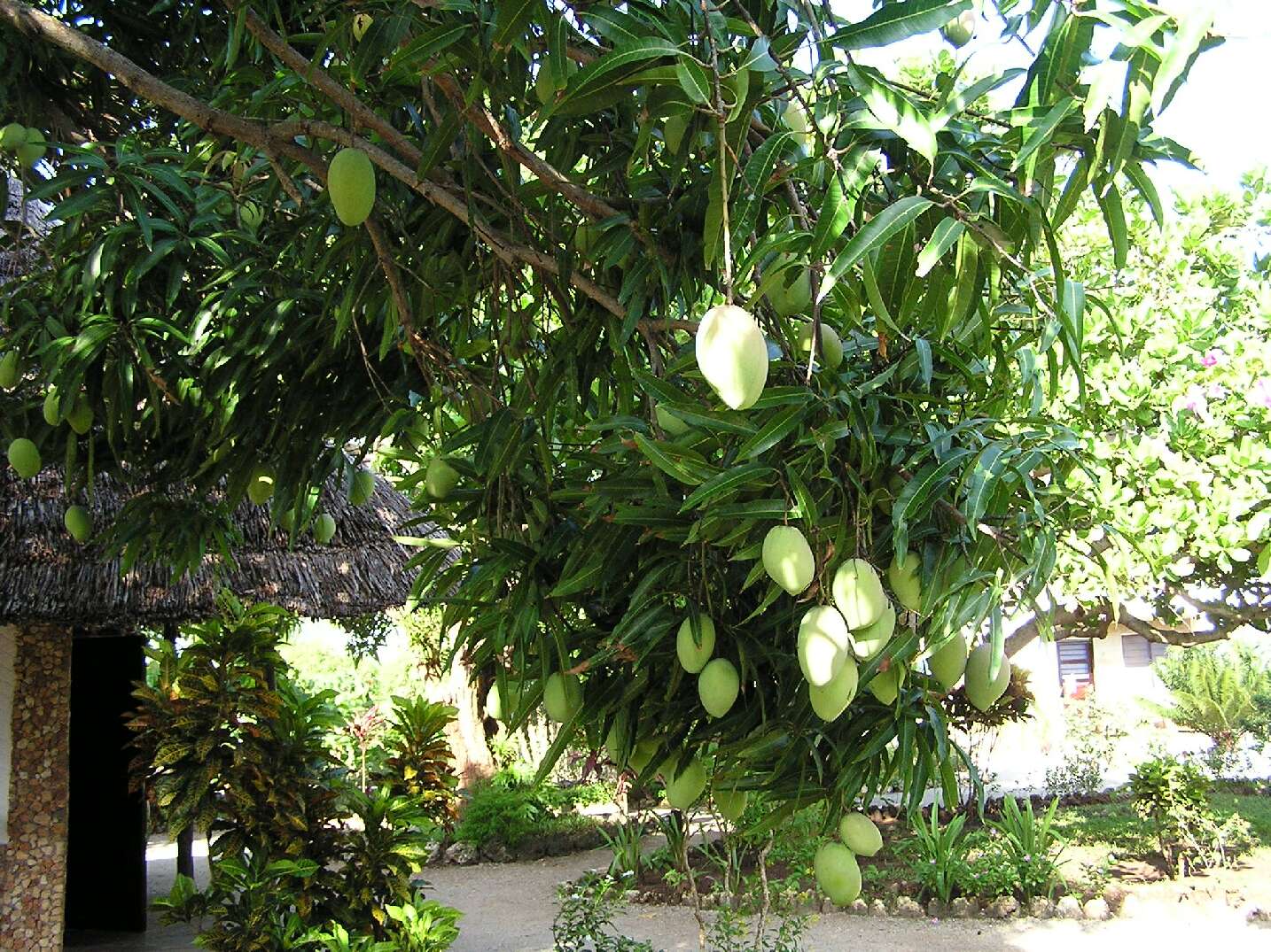 Impressionen Nice View Projekte Msambweni Kenia 2004